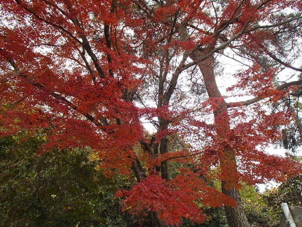 弁天山ハイキング写真