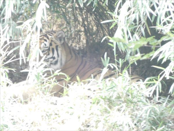 日野２団ビーバー隊活動写真その39