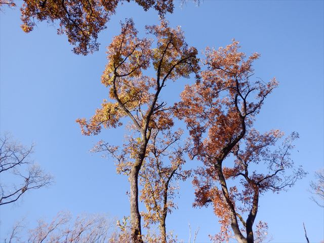 日野2団ビーバー隊活動写真その15