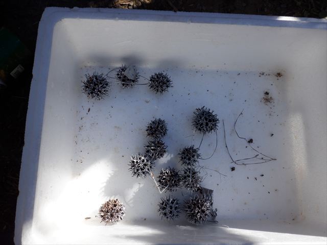 日野2団ビーバー隊活動写真その31