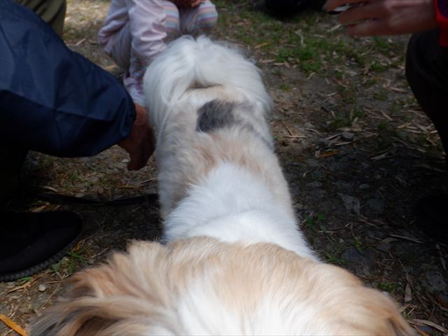 日野２団ビーバー隊活動写真その47