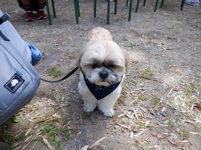 日野２団ビーバー隊活動写真その48