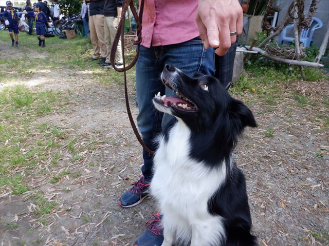 日野２団ビーバー隊活動写真その50
