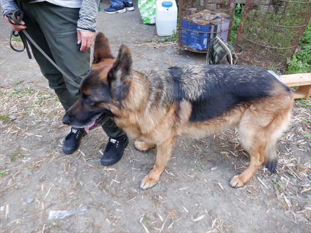 日野２団ビーバー隊活動写真その51