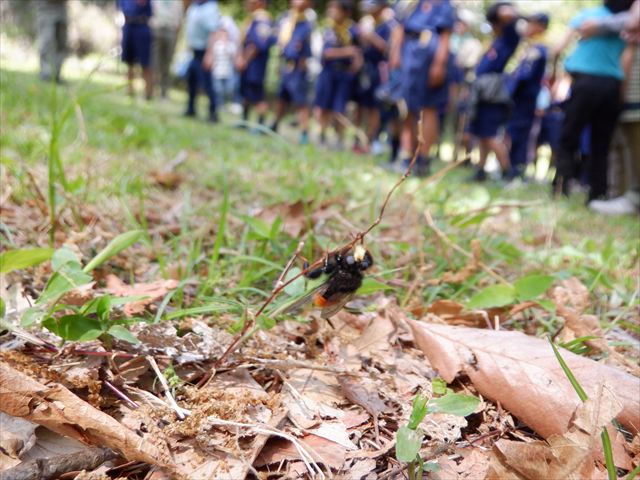 日野２団ビーバー隊活動写真その59