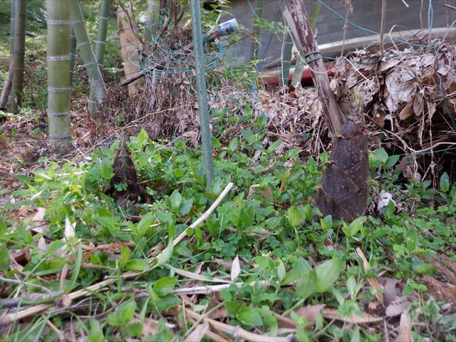 日野２団ビーバー隊活動写真その67