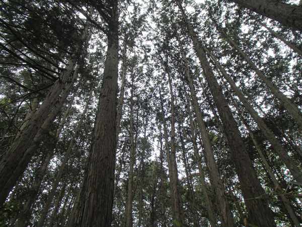 日野2団カブ隊の活動写真その24