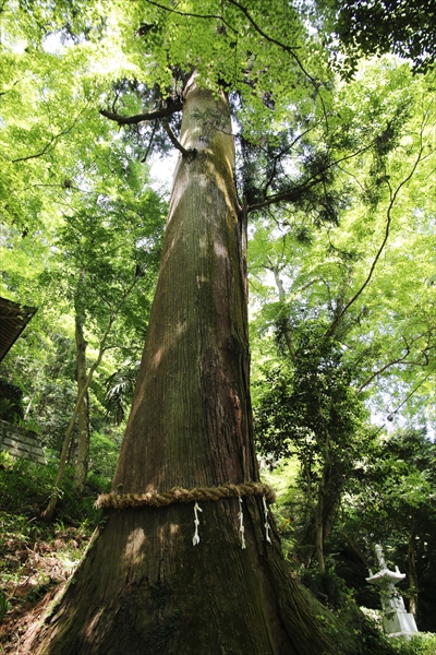 日野2団カブ隊の活動写真その31