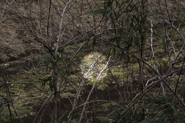 日野2団カブ隊の活動写真その25