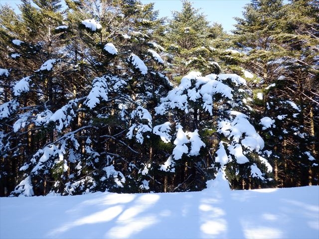 日野2団カブ隊の活動写真その40