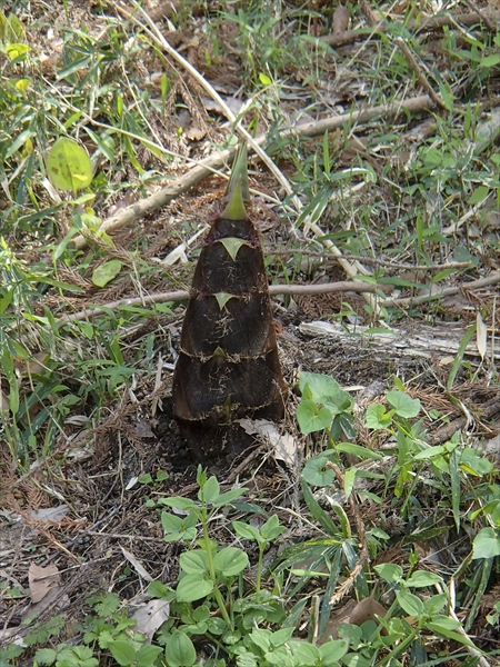 日野2団カブ隊の活動写真その1