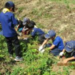 2025年6月29日　カブ隊の芋掘り＆夏キャンプに向けて、救急法を学ぼう！