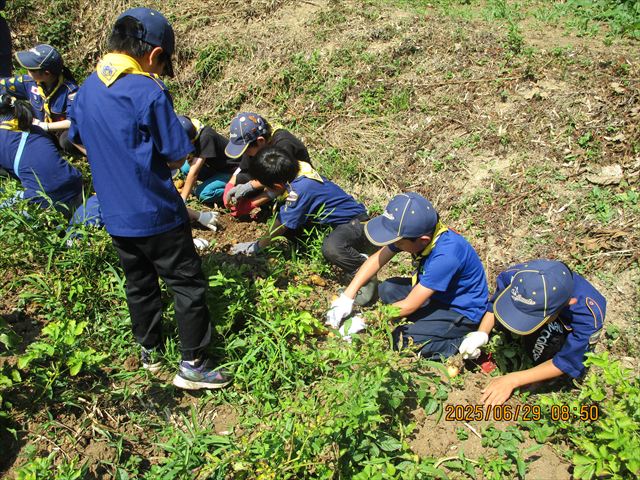2025年6月29日　カブ隊の芋掘り＆夏キャンプに向けて、救急法を学ぼう！